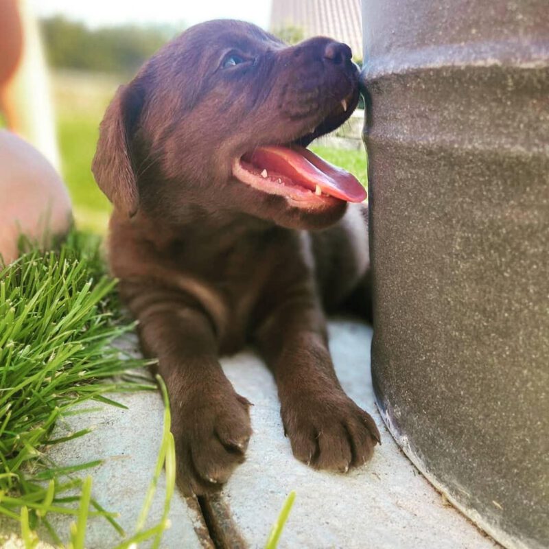Ein sehr junger, niedlicher Welpe blickt neugierig in die Kamera.