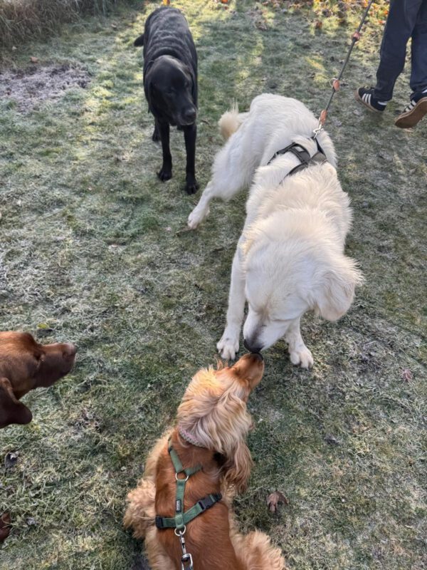 Dogbones Hundeschule Trainingscamp Hundepension Hundeerziehung