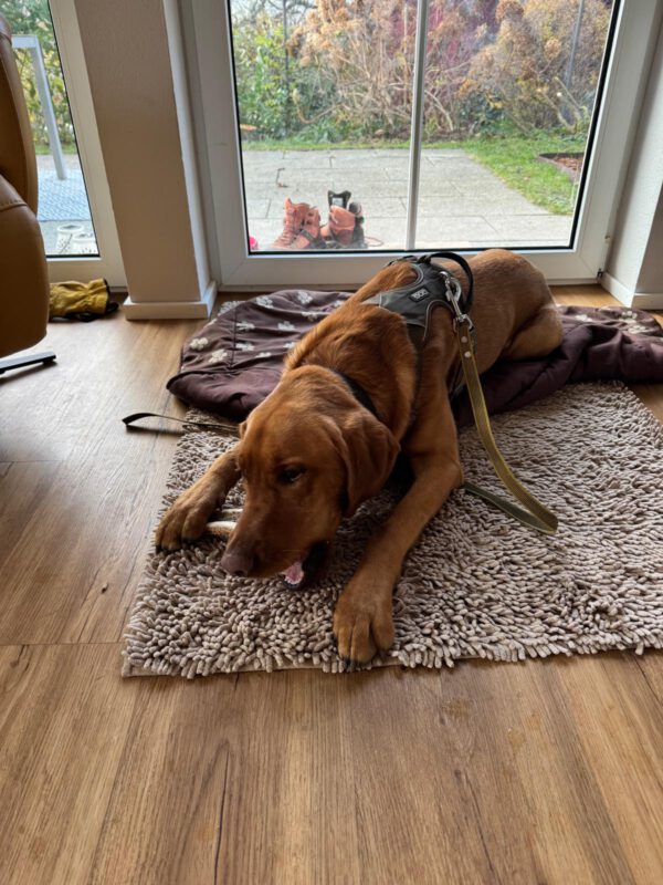 Dogbones Hundepension