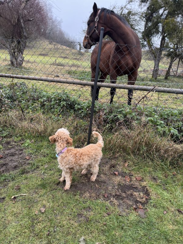 Dogbones Hundepension Hundeschule Huta