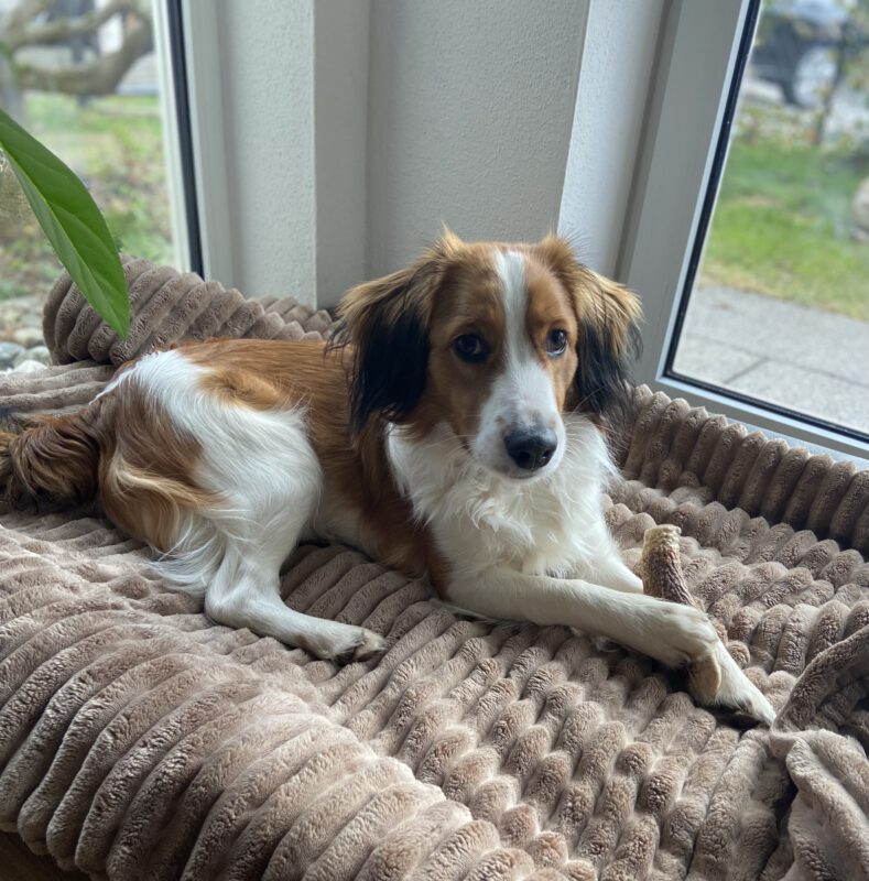 Hund liegt entspannt in seinem Körbchen in der Hundepension der DogBones Hundeschule – ruhige, individuelle Rückzugsmöglichkeit für jeden Hund.