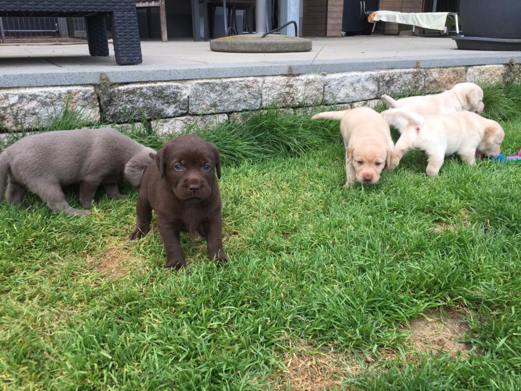 Evelien Smit trainiert eine Gruppe Welpen im Garten der Dogbones Hundeschule in Bodnegg.