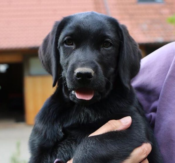 Ein neugieriger, schwarzer Labrador-Welpe wird sicher auf dem Arm gehalten und blickt interessiert.