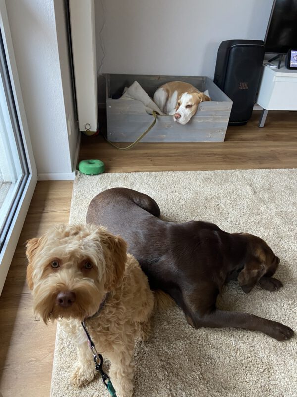 Mehrere Hunde genießen ihren Aufenthalt als Besuchshunde in der Hundepension DogBones in Bodnegg