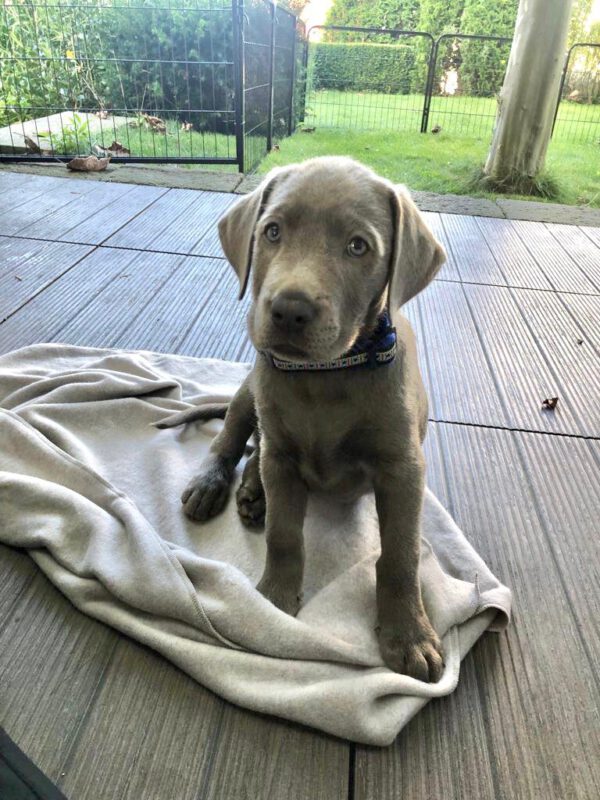 Ein süßer, gelber Labrador-Welpe sitzt auf dem Rasen und schaut aufmerksam direkt in die Kamera.