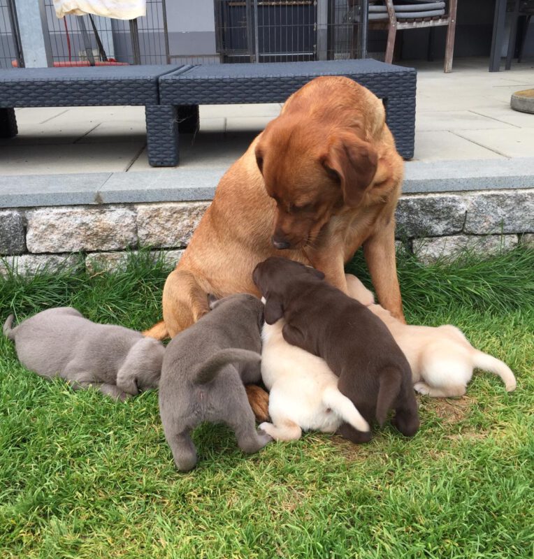 Eine Hündin mit ihren Welpen entspannt auf einer grünen Wiese.