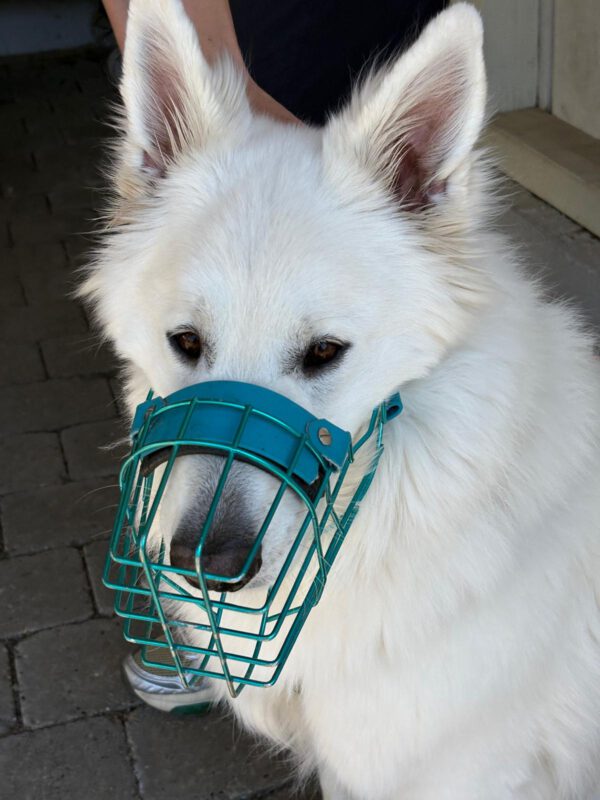 Hund mit perfekt sitzendem Maulkorb nach der individuellen Anpassung bei DogBones Hundeschule