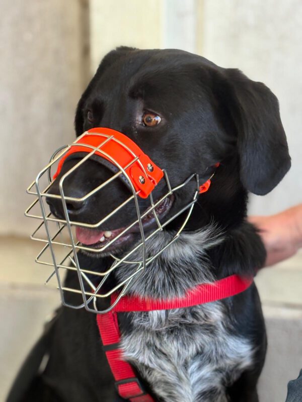 Hund mit perfekt sitzendem Maulkorb nach der individuellen Anpassung bei DogBones Hundeschule
