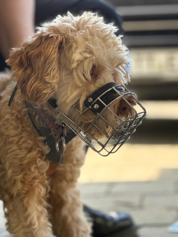 Hund mit perfekt sitzendem Maulkorb nach der individuellen Anpassung bei DogBones Hundeschule