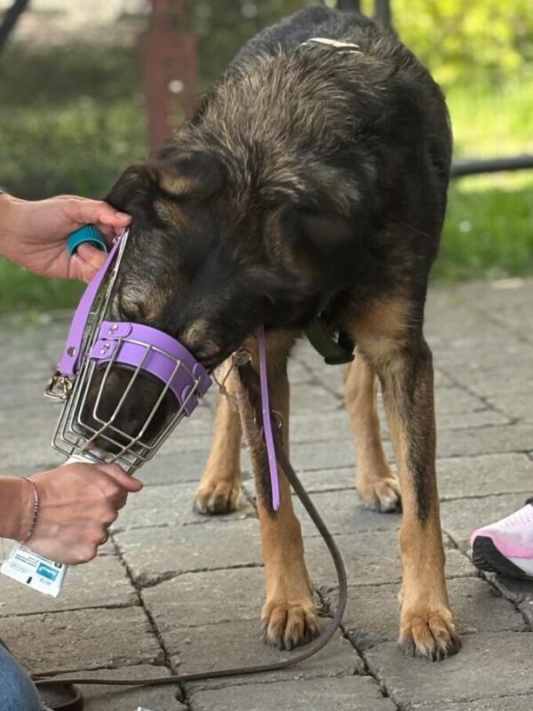 DogBones Hundeschule mit erfolgreichen Maulkorb Beratung Event