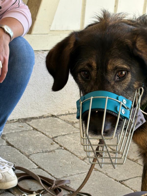 Hund mit perfekt sitzendem Maulkorb nach der individuellen Anpassung bei DogBones Hundeschule