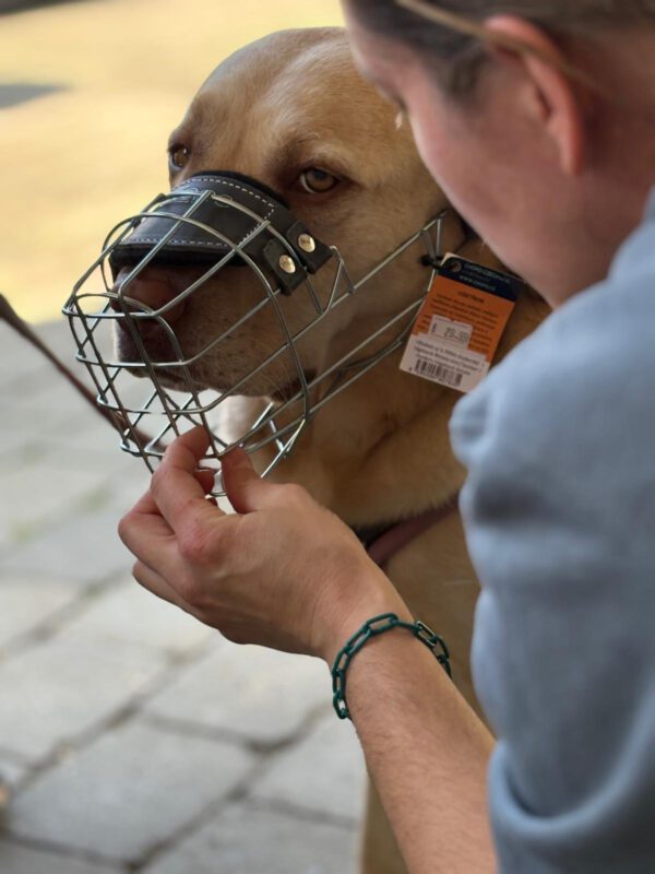 Hund mit perfekt sitzendem Maulkorb nach der individuellen Anpassung bei DogBones
