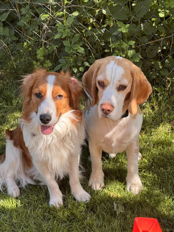 Kooiker und Beagle zu Gast bei DogBones Hundepension