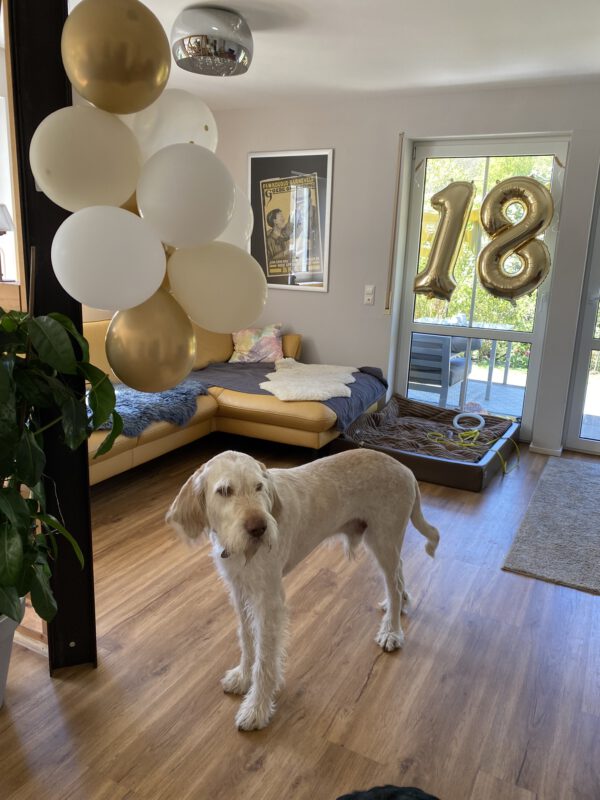 Unser Ron ein Spinone Italiano zu besuch bei Dogbones Hundeschule