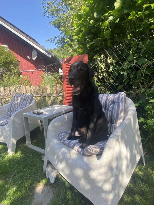 Herr Krümel unser Labrador genießt das schöne Wetter und das Ferienprogramm unserer DogBones Hundepension