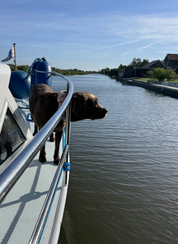 Urlaub mit Hund in Holland: Labrador Letti schnuppert die frische Luft an der Spitze des Motorboots auf den Grachten in Friesland.“