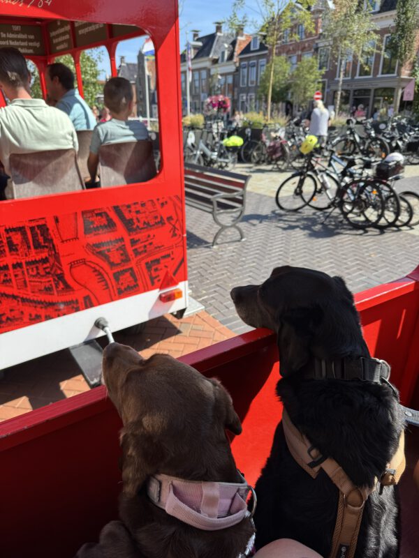 Urlaub mit Hund in Holland: Die Labradore Krümel und Letti genießen aufmerksam eine Sightseeing-Stadtrundfahrt durch Dokkum.